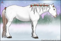 Horse Color:Brown Dun Appaloosa 