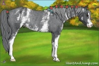 Horse Color:White Spotted Black Chinchilla Sabino Appaloosa Rabicano