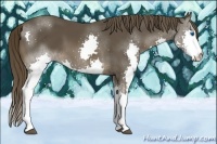 Horse Color:Liver Chestnut Splash 