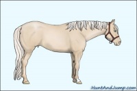 Horse Color:Silver Smoky Black Pearl 