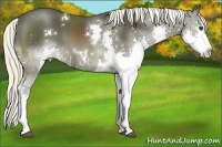 Horse Color:White Spotted Liver Chestnut Sabino Splash 