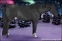 Horse Color:Liver Chestnut Sabino Rabicano 