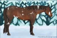Horse Color:White Spotted Liver Chestnut 