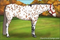 Horse Color:Bay Near Leopard 