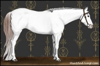 Horse Color:Chestnut Near Leopard 