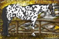 Horse Color:Black Near Leopard 