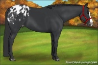 Horse Color:Black Splash Appaloosa 
