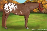 Horse Color:Chestnut Appaloosa 