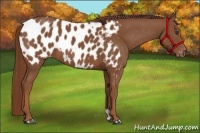 Horse Color:Chestnut Appaloosa 
