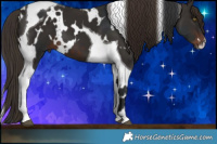Horse Color:White Spotted Bay and White Spotted Liver Chestnut Tobiano