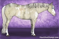 Horse Color:White Spotted Chocolate Palomino Ice Dun Sabino Splash 