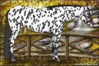 Horse Color:Black Near Leopard 