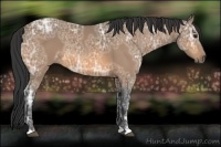 Horse Color:Buckskin Ice 