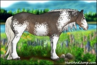 Horse Color:White Spotted Liver Chestnut 