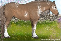 Horse Color:White Spotted Chocolate Palomino Rabicano