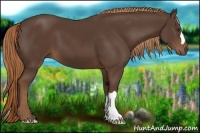 Horse Color:Liver Chestnut 