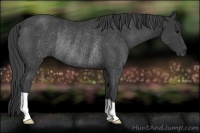Horse Color:Smoky Black Rabicano 