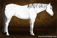 Horse Color:White Spotted Buckskin Dun 