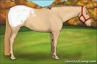 Horse Color:Gold Champagne Snowcap