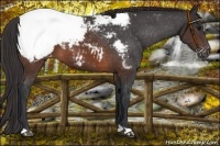 Horse Color:Brown Appaloosa 