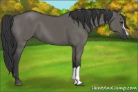 Horse Color:Grullo 