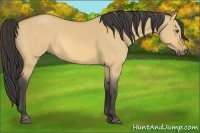 Horse Color:Buckskin Dun