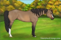Horse Color:Bay Dun