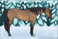 Horse Color:Bay Dun