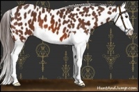 Horse Color:Bay Splash Near Leopard 