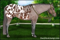 Horse Color:Bay Appaloosa 