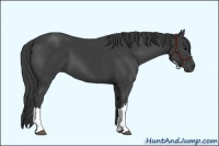Horse Color:Smoky Black 