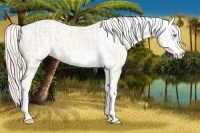 Horse Color:Cremello Sabino  and Perlino Sabino 