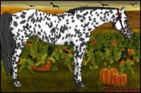 Horse Color:Black Appaloosa Rabicano 