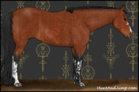 Horse Color:Bay  and Gray Bay 