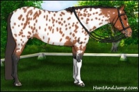 Horse Color:Bay Roan Near Leopard 