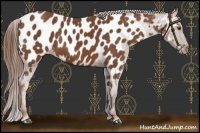 Horse Color:Chestnut Near Leopard 