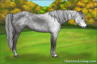 Horse Color:Gray Black 
