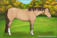 Horse Color:Amber Champagne 