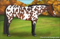 Horse Color:Bay Appaloosa 