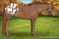 Horse Color:Chestnut Varnish Rabicano 