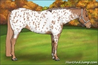 Horse Color:Chestnut Appaloosa 