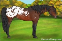 Horse Color:Bay Appaloosa