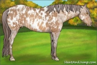 Horse Color:Amber Champagne Near Leopard and Amber Champagne Blanket