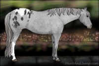 Horse Color:Black Appaloosa 