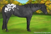Horse Color:Black Appaloosa