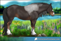 Horse Color:Liver Chestnut