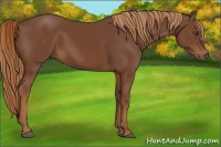 Horse Color:Chestnut Rabicano 