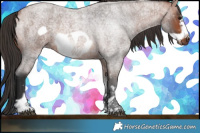 Horse Color:Bay Roan Frame