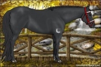 Horse Color:Black and Black Rabicano