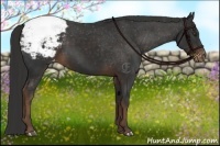 Horse Color:Liver Chestnut Appaloosa